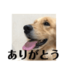 ROKOのスタンプ（個別スタンプ：32）