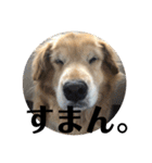 ROKOのスタンプ（個別スタンプ：33）