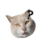 猫ハウス（個別スタンプ：2）