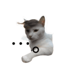 猫ハウス（個別スタンプ：3）