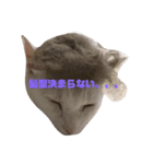 猫ハウス（個別スタンプ：5）