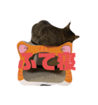 猫ハウス（個別スタンプ：6）