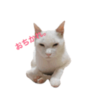 猫ハウス（個別スタンプ：8）