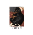 保護犬ココ（個別スタンプ：1）