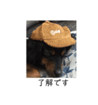 保護犬ココ（個別スタンプ：2）