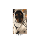 保護犬ココ（個別スタンプ：3）