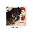 保護犬ココ（個別スタンプ：4）