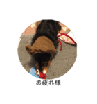 保護犬ココ（個別スタンプ：5）