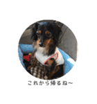 保護犬ココ（個別スタンプ：6）