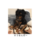保護犬ココ（個別スタンプ：9）