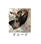 保護犬ココ（個別スタンプ：11）