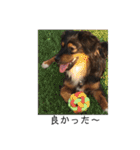 保護犬ココ（個別スタンプ：12）