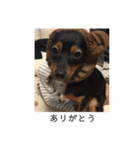 保護犬ココ（個別スタンプ：13）