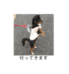保護犬ココ（個別スタンプ：14）