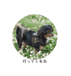 保護犬ココ（個別スタンプ：15）