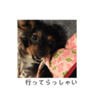 保護犬ココ（個別スタンプ：16）