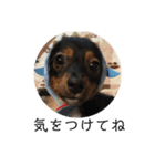 保護犬ココ（個別スタンプ：18）