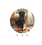 保護犬ココ（個別スタンプ：20）