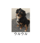 保護犬ココ（個別スタンプ：21）