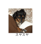 保護犬ココ（個別スタンプ：23）