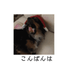 保護犬ココ（個別スタンプ：24）