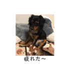 保護犬ココ（個別スタンプ：25）