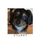 保護犬ココ（個別スタンプ：26）