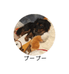 保護犬ココ（個別スタンプ：30）