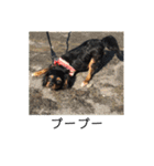 保護犬ココ（個別スタンプ：31）