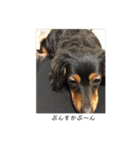 保護犬ココ（個別スタンプ：32）