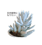 PlantsLover（個別スタンプ：3）