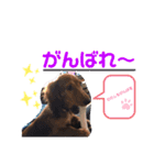 マリーちゃゃゃゃん（個別スタンプ：13）