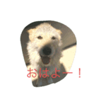 ハルとココの日常（個別スタンプ：1）