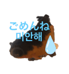 出目金シュール韓国語スタンプ（個別スタンプ：3）