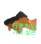 出目金シュール韓国語スタンプ（個別スタンプ：4）