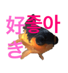 出目金シュール韓国語スタンプ（個別スタンプ：5）