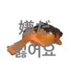 出目金シュール韓国語スタンプ（個別スタンプ：6）