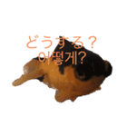 出目金シュール韓国語スタンプ（個別スタンプ：9）