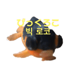出目金シュール韓国語スタンプ（個別スタンプ：10）