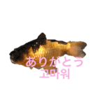 出目金シュール韓国語スタンプ（個別スタンプ：11）