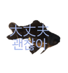 出目金シュール韓国語スタンプ（個別スタンプ：14）