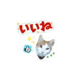 Milk Tea〜ミックくん♡❷（個別スタンプ：13）
