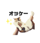 プリンセス  モモ  のスタンプ（個別スタンプ：6）