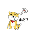 柴犬ボスの気ままな日常（個別スタンプ：1）