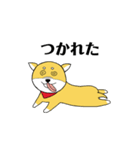 柴犬ボスの気ままな日常（個別スタンプ：17）