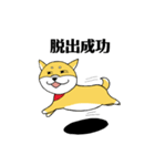 柴犬ボスの気ままな日常（個別スタンプ：20）