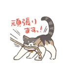 うちの猫みかん（個別スタンプ：25）