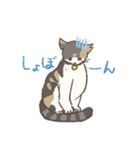 うちの猫みかん（個別スタンプ：34）