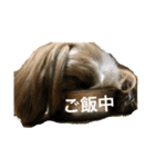 あなたを癒します！シーズーのライム2（個別スタンプ：1）