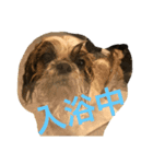 あなたを癒します！シーズーのライム2（個別スタンプ：3）